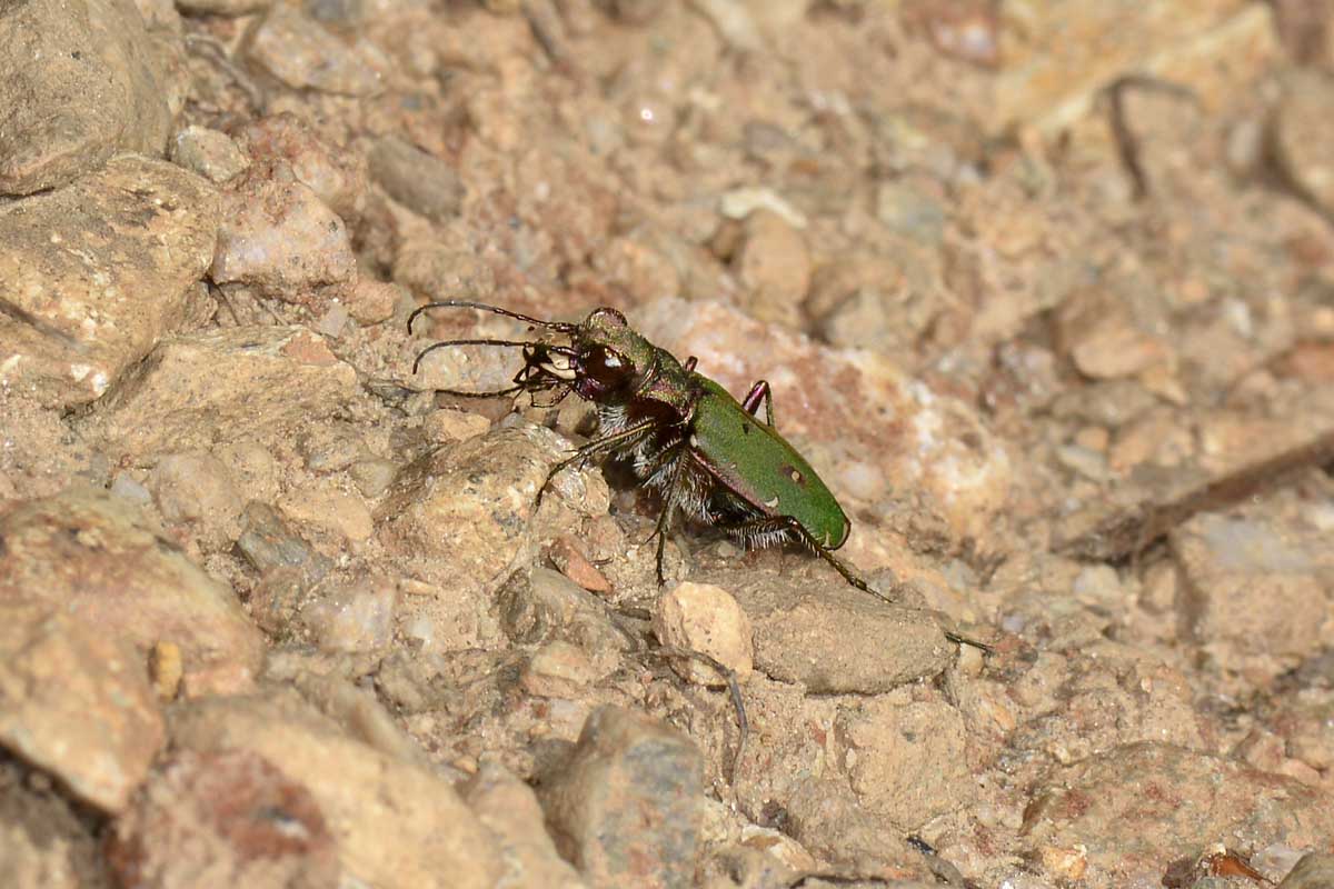 Cicindela campestris - Carabidae